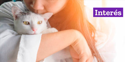 5 mitos y verdades de la alergia a los gatos