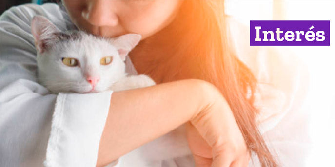 5 mitos y verdades de la alergia a los gatos