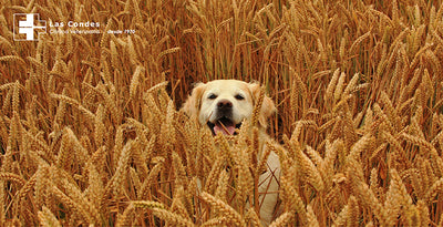 Alimentos Grain Free en Chile ¿son buenos para nuestras mascotas?