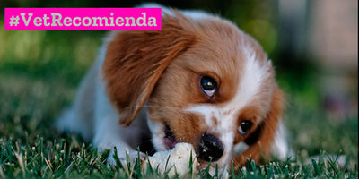 Tips de cómo cambiar correctamente el alimento de tu perro o gato