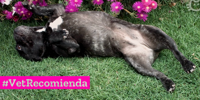 ¿Cómo deben dormir perros y gatos?
