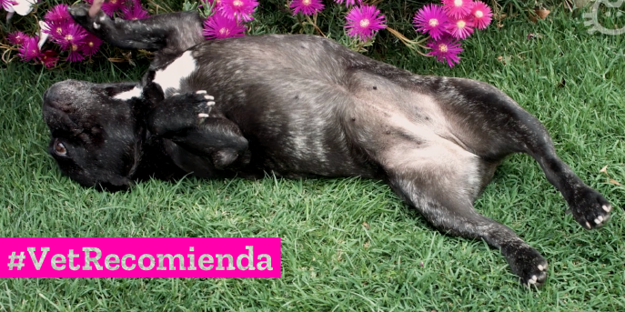 ¿Cómo deben dormir perros y gatos?