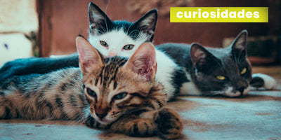 ¿Por qué agosto es el mes de los gatos?