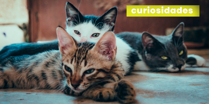 ¿Por qué agosto es el mes de los gatos?