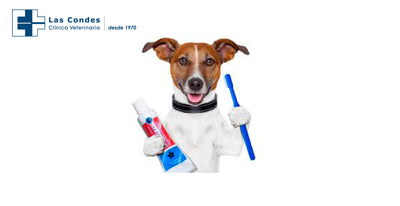 Limpieza dental de nuestra mascotas ¿es tan importante?
