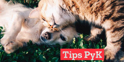 8 portales para adoptar gatos y perros