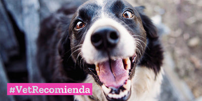 Las mejores zonas caninas