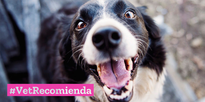 Las mejores zonas caninas