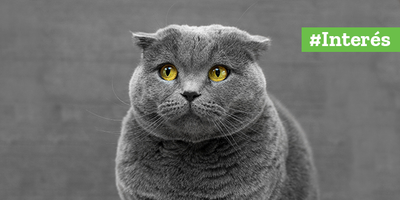¿Cómo regular los niveles de estrés en los gatos?