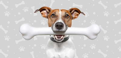 ¿Por qué los perros entierran los huesos?
