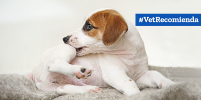 Claves para saber si tu perro tiene Dermatitis Atópica