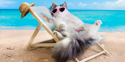 Gatitos felices en verano