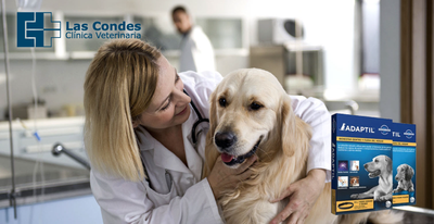 4 consejos para que tu perro vaya al veterinario libre de estrés