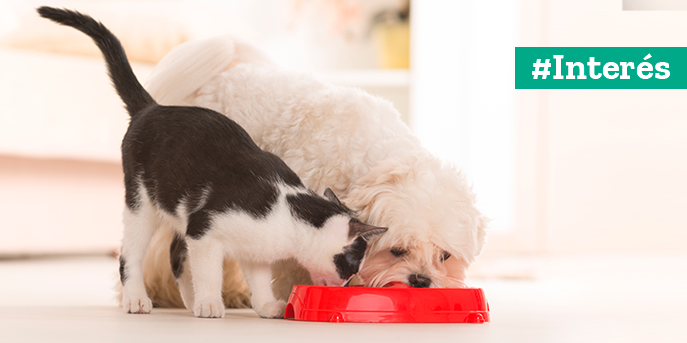 ¿Sabes leer las etiquetas de los alimentos de tus mascotas?
