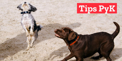 5 razones de por qué es bueno entrenar a tu perro