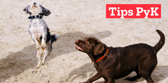 5 razones de por qué es bueno entrenar a tu perro