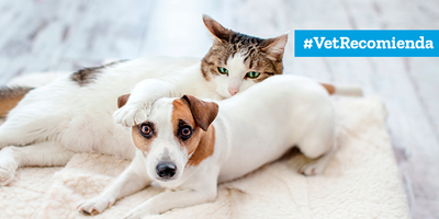 Cuarentena COVID-19: ¿Qué hacer en caso de emergencias veterinarias?