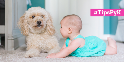 ¿Cómo preparar a tu perro para la llegada de un bebe a la casa?
