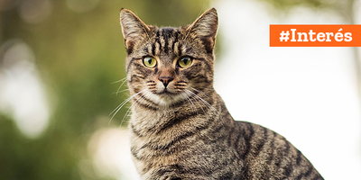 ¿Por qué estornudan los gatos?
