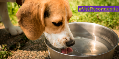 Nuestros perros y gatos también necesitan agua fresca