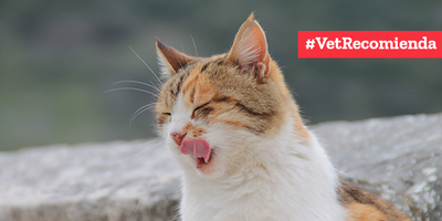 ¿Requieren Vitamina D Nuestras Mascotas?