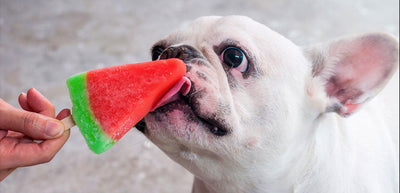 ¿Gatos y perros deben consumir los mismos alimentos que el hombre?