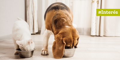 Ventajas de la Alimentación Natural Para Perros y Gatos
