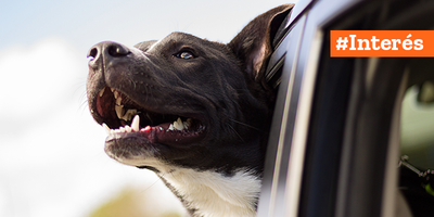 Viajar o salir con tu mascota: Cada vez más frecuente y aceptado