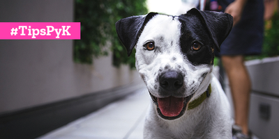 ¿Cómo te puede ayudar tu mascota a conocer gente o una pareja?