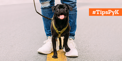 Para salir a pasear ¿Collar o arnés para mi perro?