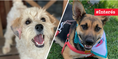 Aperremos con la adopción de mascotas