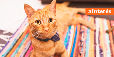 @ElMegato, La cuarentena del gato que se convirtió en Influencer