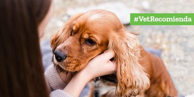 Terapias y cuidados para tratar el cáncer en animales