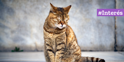 Al igual que en los humanos, el estrés en los gatos puede causar problemas en la salud