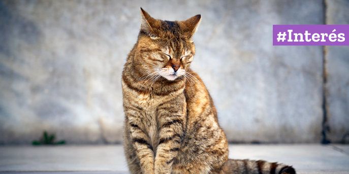 Al igual que en los humanos, el estrés en los gatos puede causar problemas en la salud