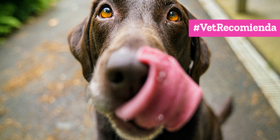 ¿Cómo alimentar a nuestro perro sénior?