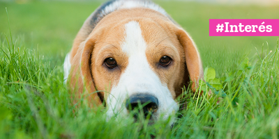 Si tu perro come pasto ¿Cuándo debes preocuparte?