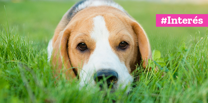 Si tu perro come pasto ¿Cuándo debes preocuparte?