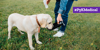 ¿Cómo saber si mi perro tiene problemas renales?