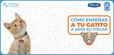 ¿Cómo enseñar a tu gatito a usar su collar?