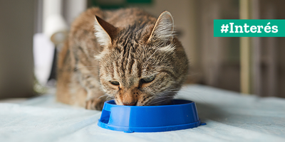 ¿Cómo elegir el mejor alimento para tu Gato?