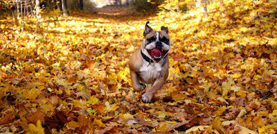 ¡Bienvenido el Otoño para nuestras mascotas!