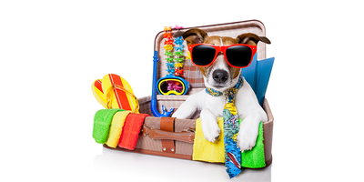 Consejos para cuidar a tus peludos en verano