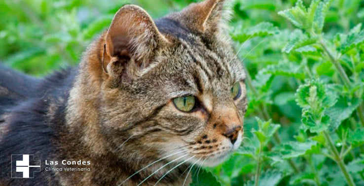 Catnip, la hierba que vuelve locos a nuestros gatos