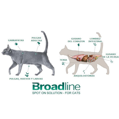 broadline_7809599502086.jpg