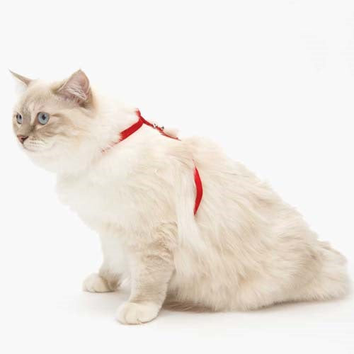 cat_it_arnes_rojo2_gato_022517553619.jpg