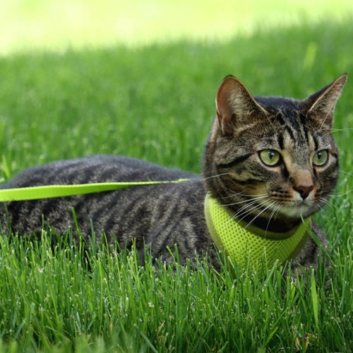 comfort_soft_arnes_azul_2