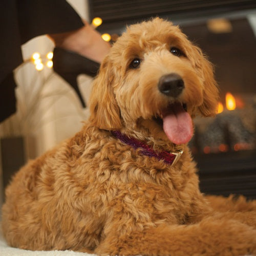 sparkle_collar_orquidea_extra_small_2