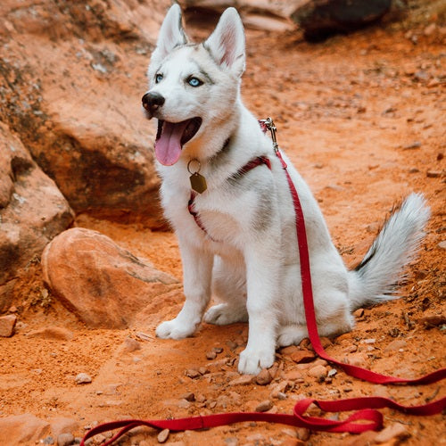 new_earth_correa_soya_fucsia_1,8_2