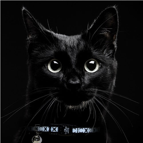 lazer_brite_diamond_collar_cat_2